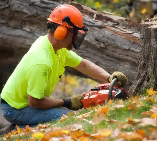 tree services Asheville